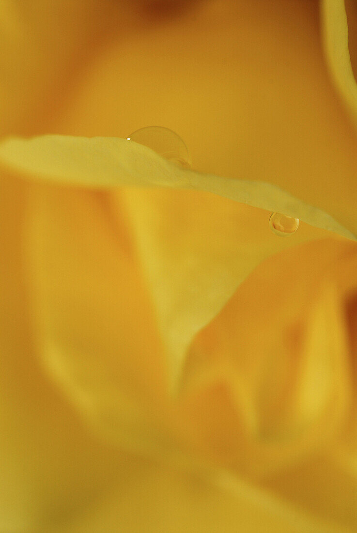 Nahaufnahme von gelber Rosenblüte mit Wassertropfen