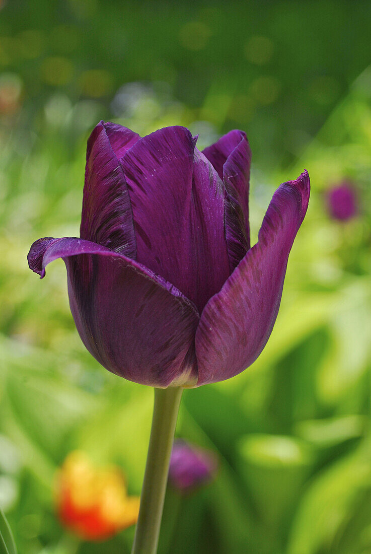 Deep purple garden tulip