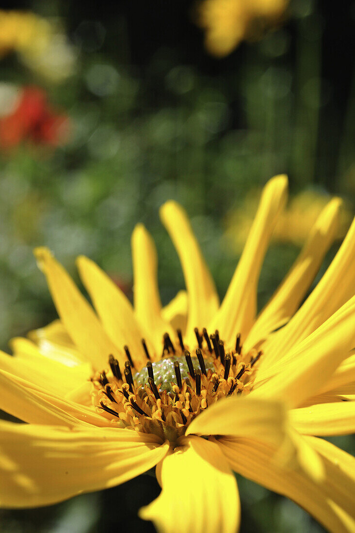 Yellow rudbeckia fulgida in the sunlight