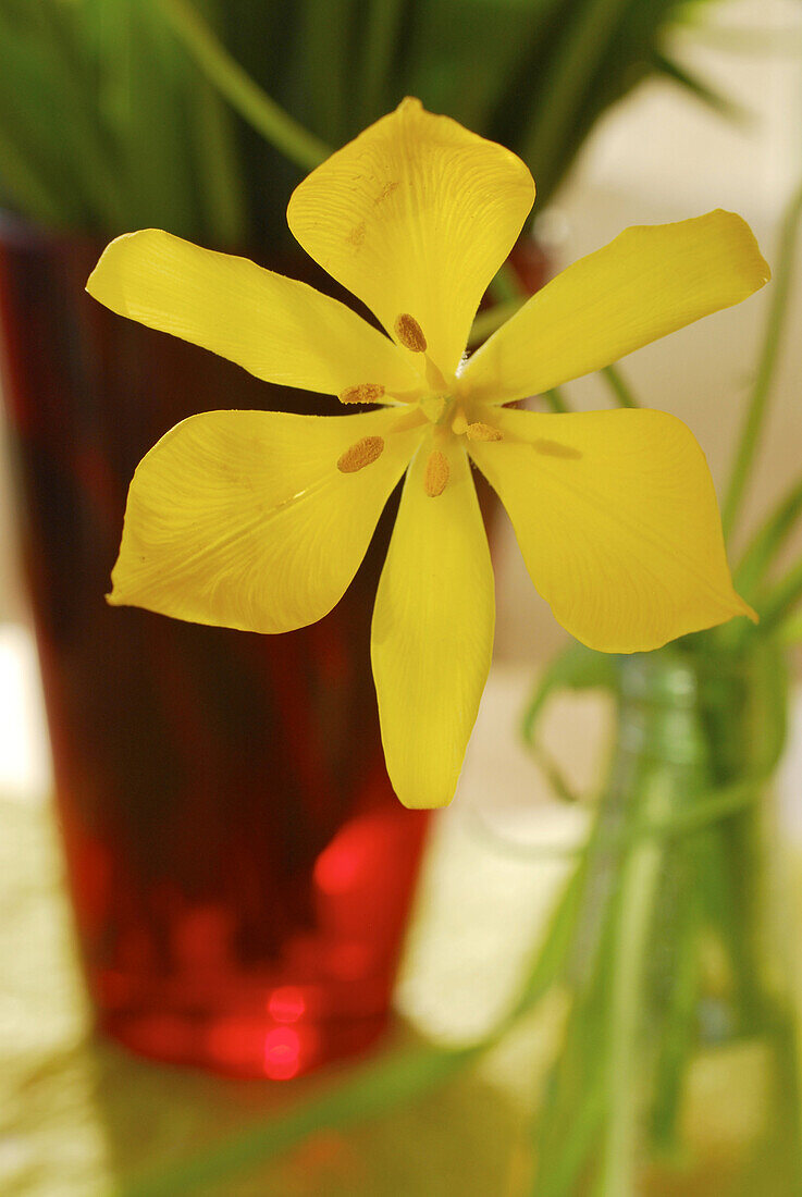 Gelbe wilde Tulpe vor roter Vase