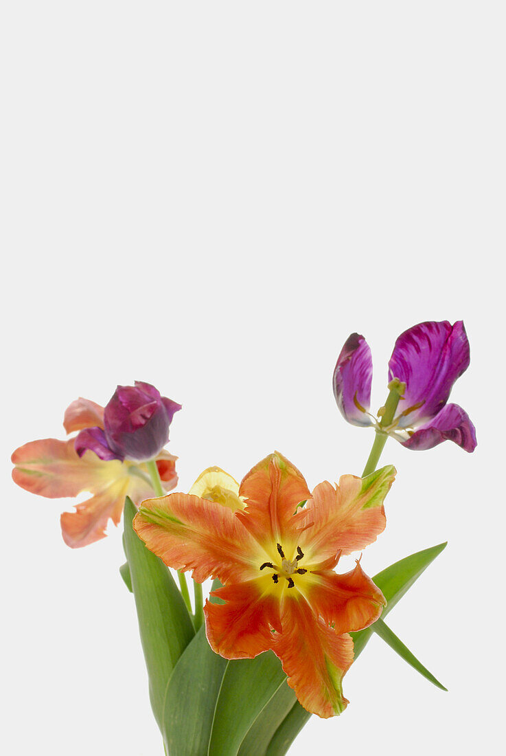 Parrot tulips in front of white background