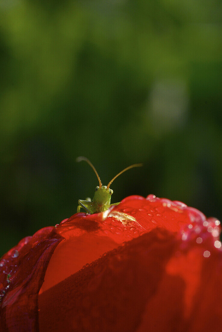 Rote Gartentulpe mit Wassertropfen und kleinem Grashüpfer, Grashüpfer schaut über den Rand der Blüte