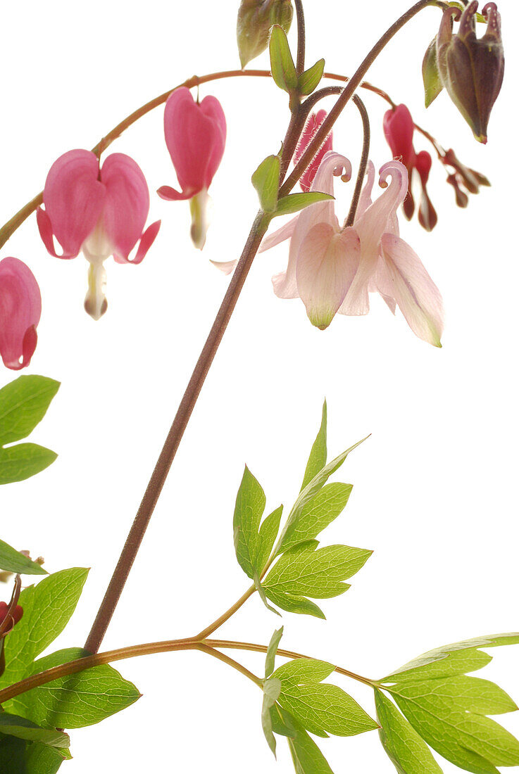 Bleeding heart and granny's nightcap in front of white background