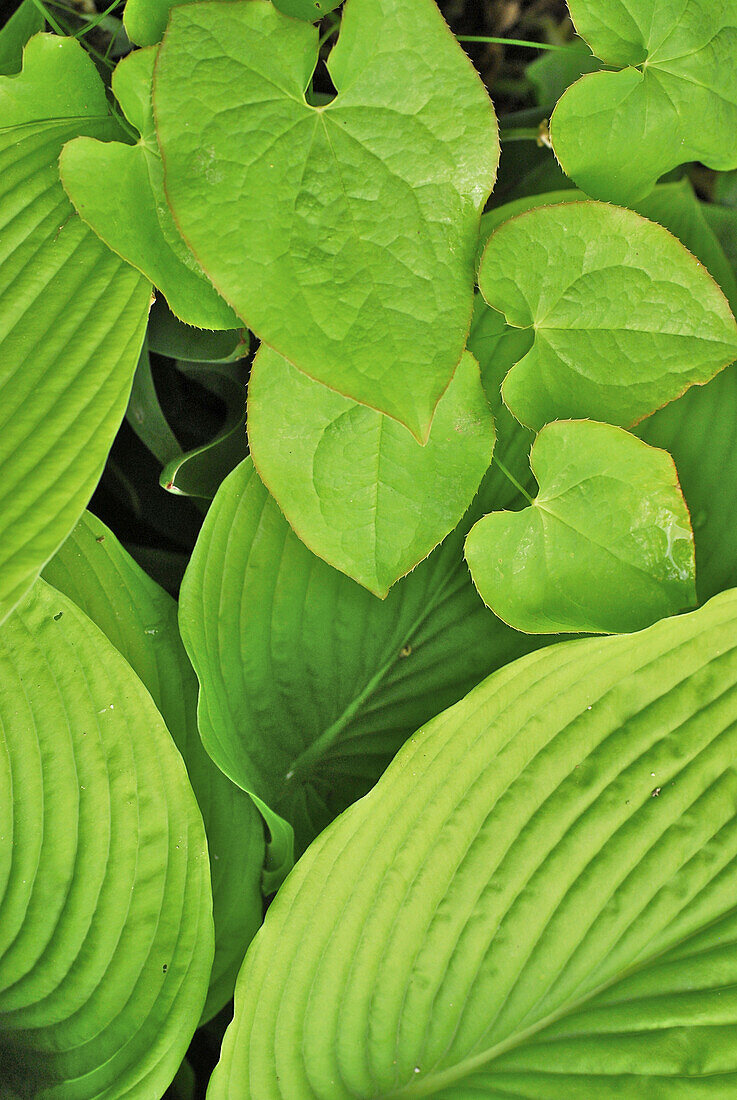 Grüne Blätter von Funkie und Elfenblume