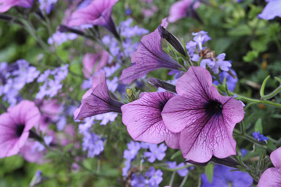 Violet petunias