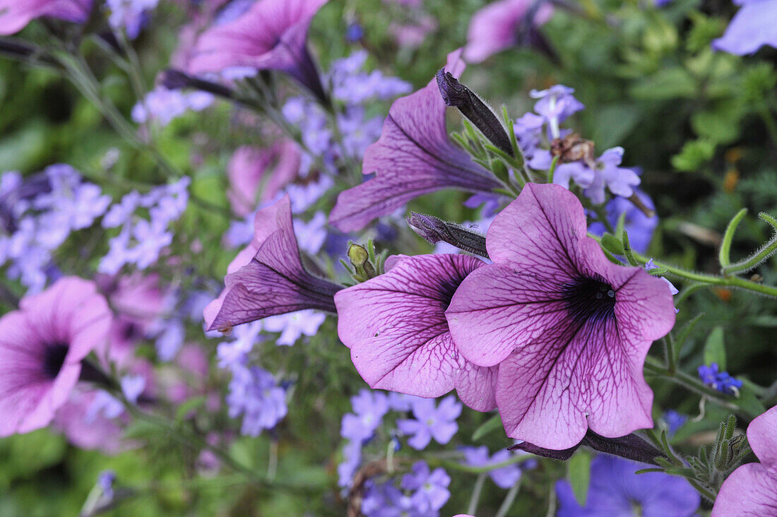 Violette Petunien