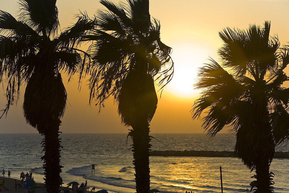 Palmen und Mittelmeer bei Sonnenuntergang, Gordon Beach, Tel Aviv, Israel, Naher Osten