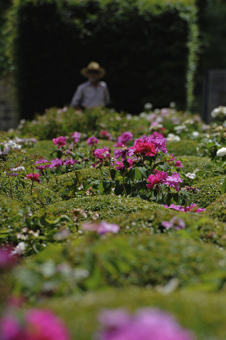 Rosengarten mit Gärtner und Büschen, Domaine de Charance, Gap, Haute Provence, Frankreich, Europa
