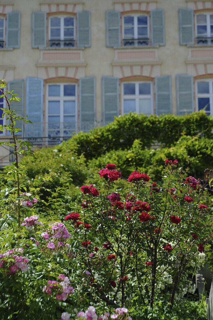 Rosengarten vor dem Schloss, Domaine de Charance, Gap, Haute Provence, Frankreich, Europa