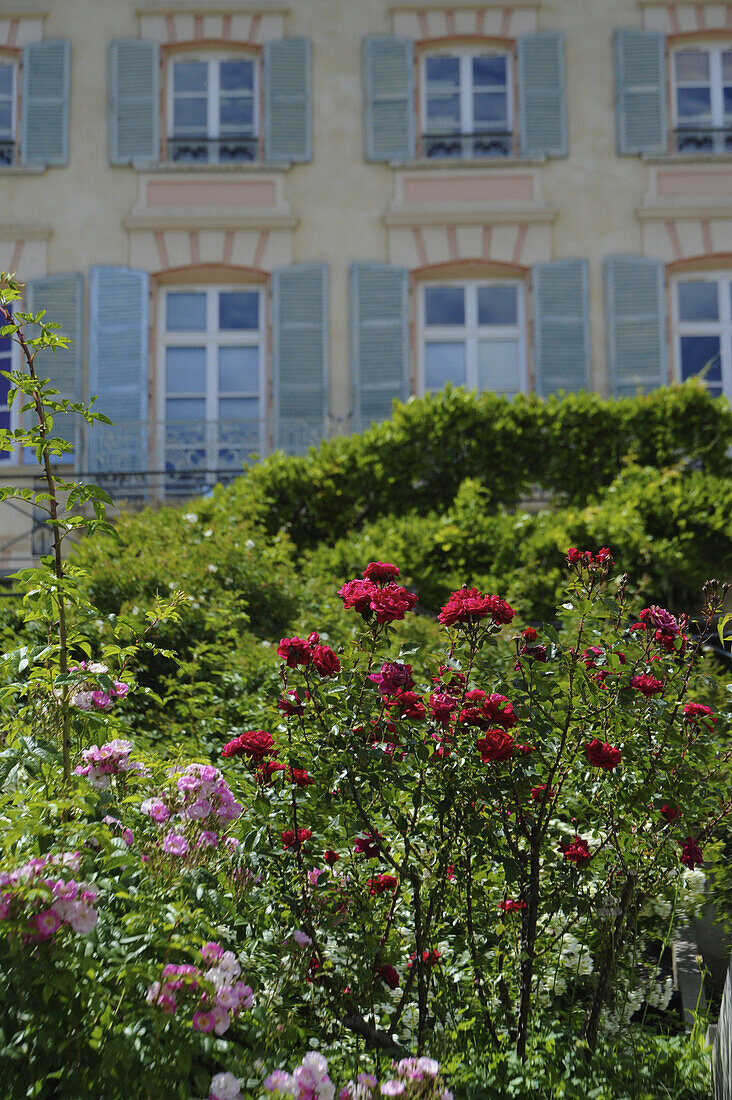 Rosery in front of the castle at Domaine de Charance, Gap, Haute Provence, France, Europe