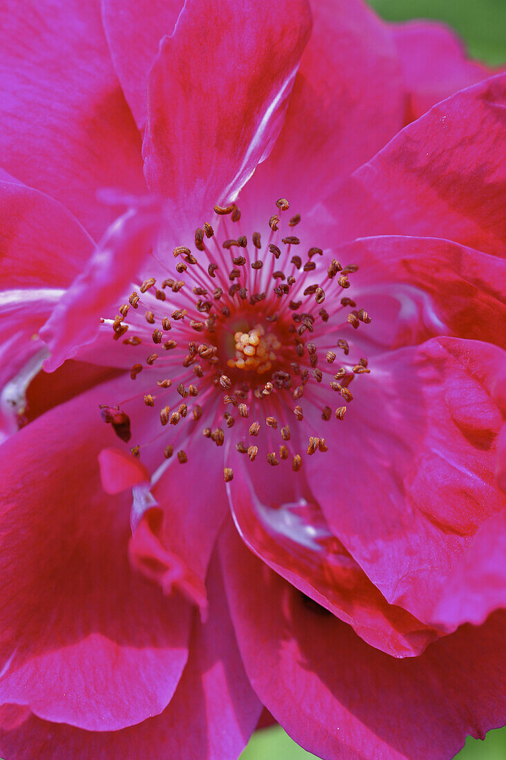 Nahaufnahme einer Magenta Rose, Rosengarten, Domaine de Charance, Gap, Haute Provence, Frankreich, Europa