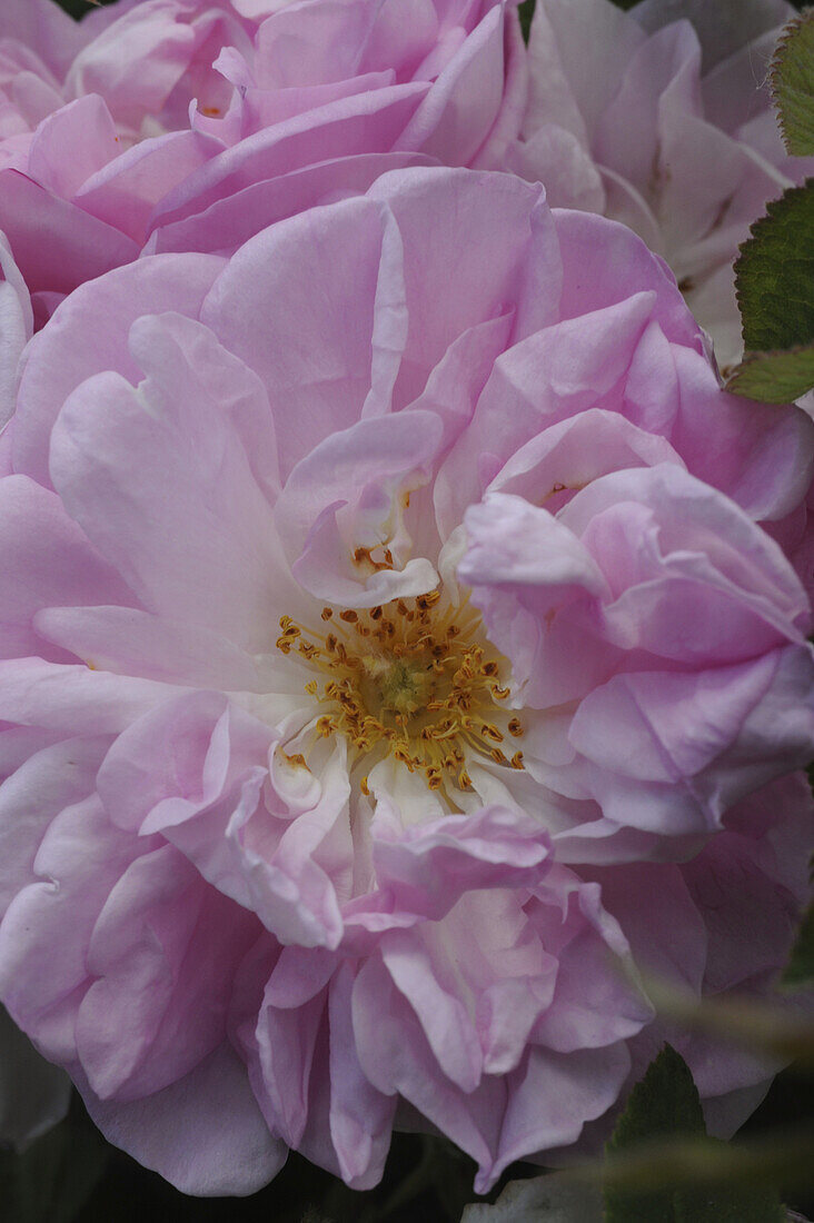 Nahaufnahme von zart rosa Rosen, Rosengarten, Domaine de Charance, Gap, Haute Provence, Frankreich, Europa