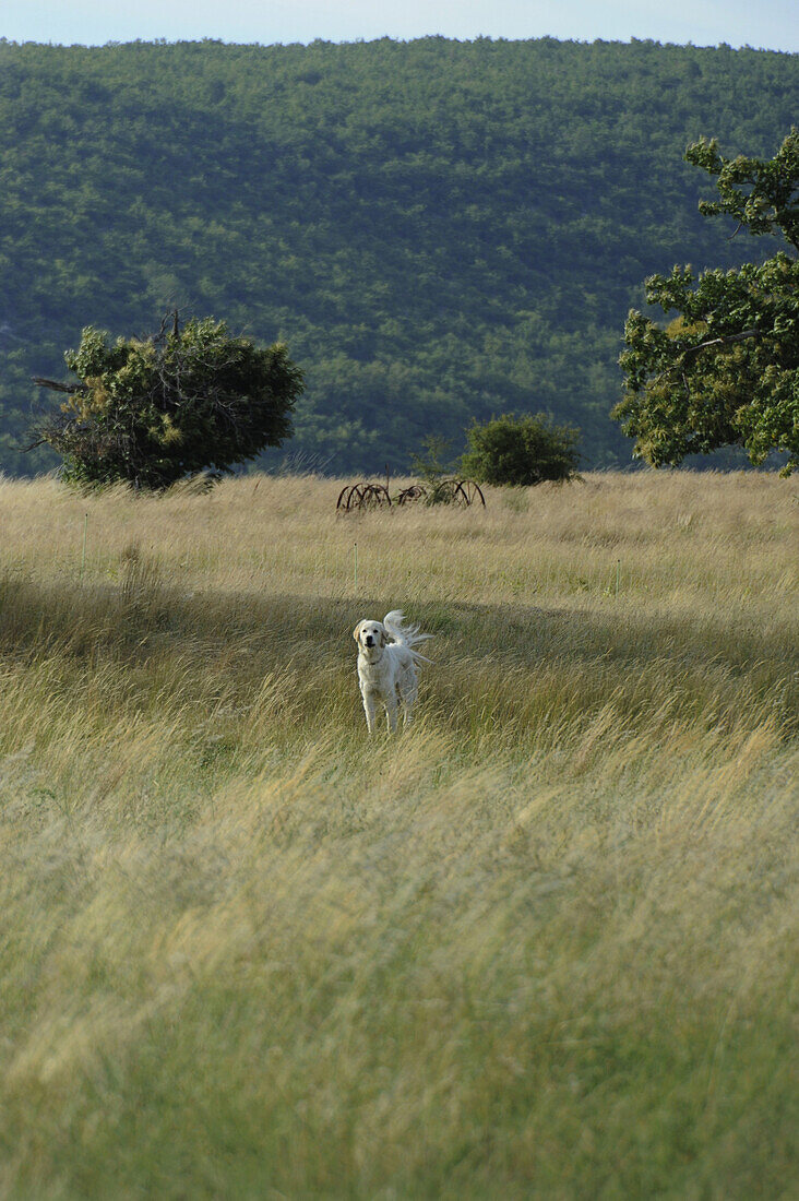 Weisser Hund auf Weide vor den Bergen der Montagne de Lure, Haute Provence, Frankreich, Europa