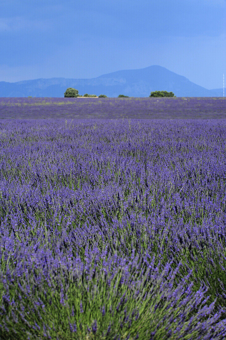 Blühender Lavendel auf dem Plateau von Valensole, Provence, Frankreich, Europa