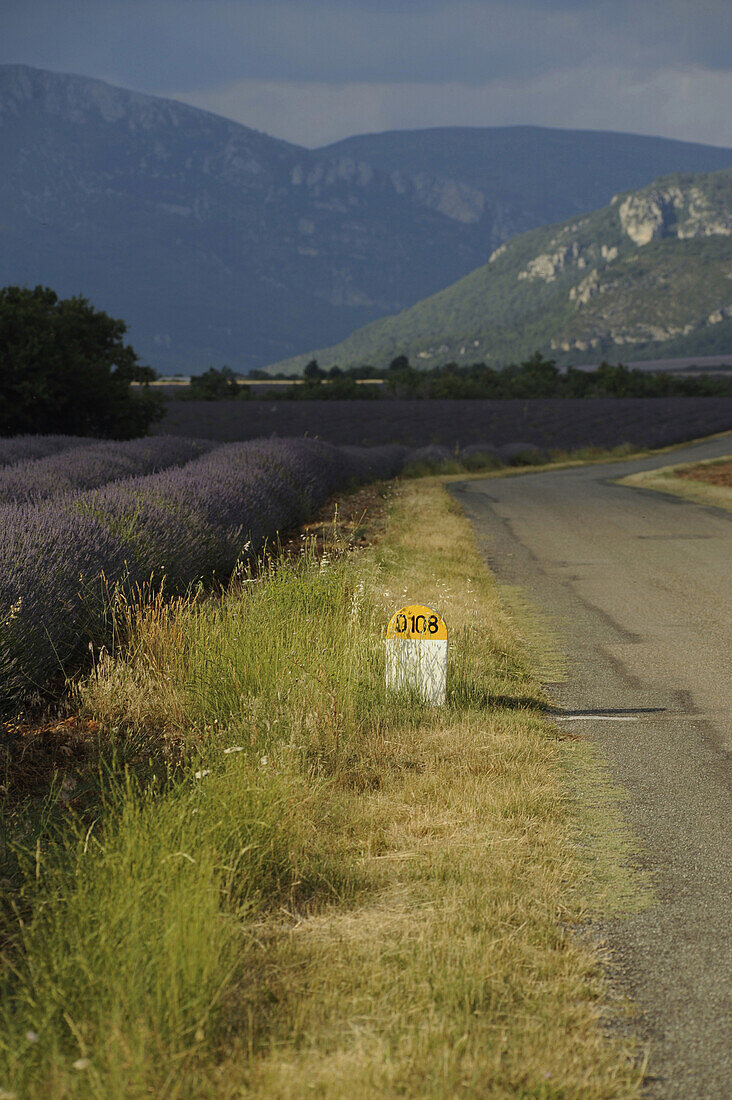 Blühender Lavendel vor Bergen der Haute Provence und Strasse mit Straßenmarkierung in der Sonne auf dem Plateau von Valensole, Provence, Frankreich, Europa