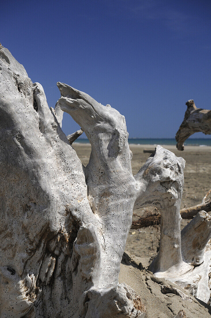 Treibholz am Strand in der Camargue, Bouches-du-Rhone, Provence, Frankreich, Europa