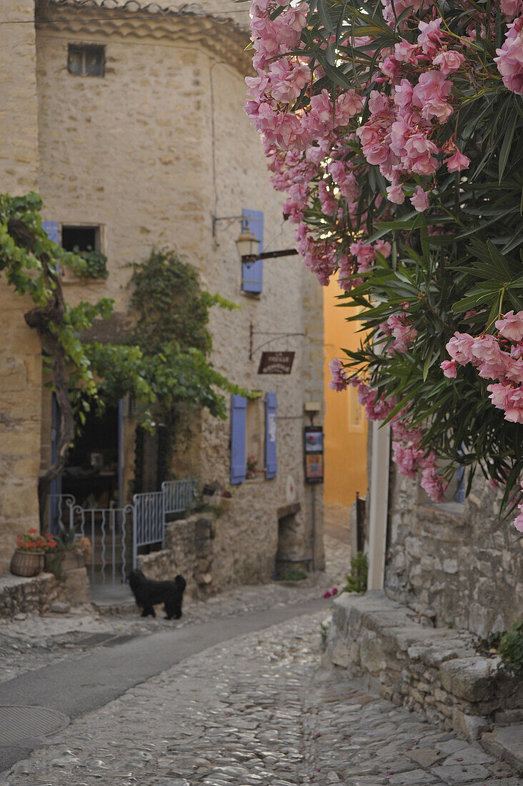 Oleander in den Straßen der mittelalterlichen Stadt Vaison la Romaine, Vaucluse, Provence, Frankreich, Europa