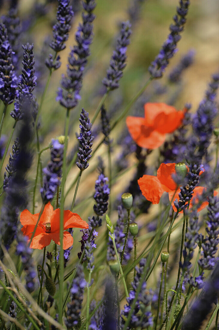 Blühender Lavendel und Mohnblumen, Felder in den Baronnies, Haute Provence, Frankreich, Europa