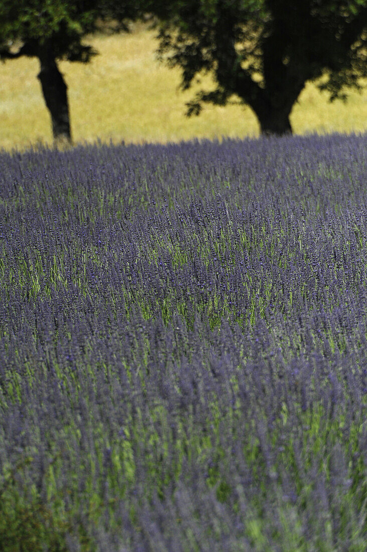 Blühender Lavendel und Mohnblumen, Felder in den Baronnies, Haute Provence, Frankreich, Europa