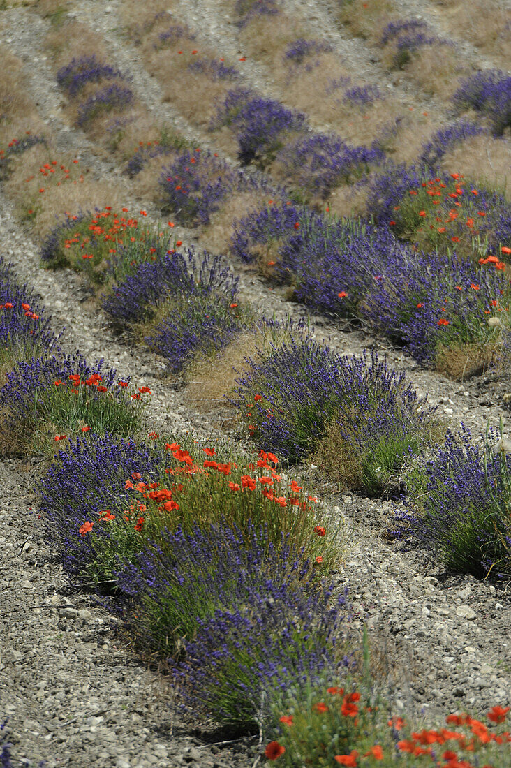 Blühender Lavendel und Mohnblumen, Felder in den Baronnies, Haute Provence, Frankreich, Europa