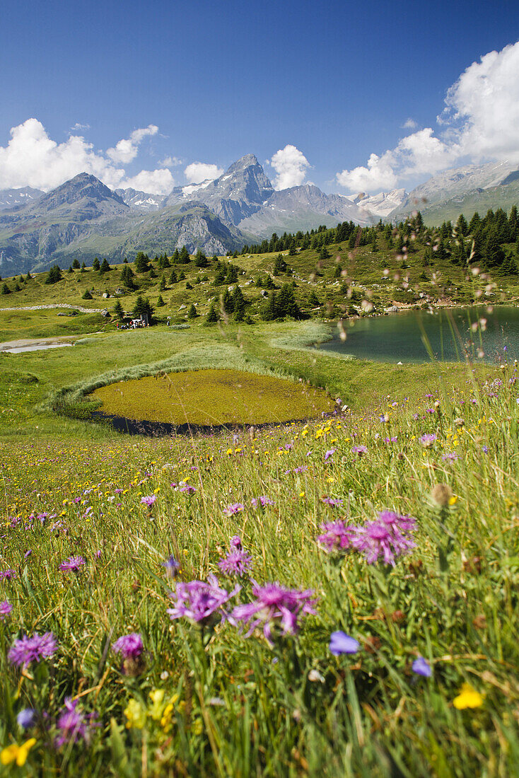 Lakes and marsh scenery, Alp Flix, Sur, Canton of Grisons, Switzerland