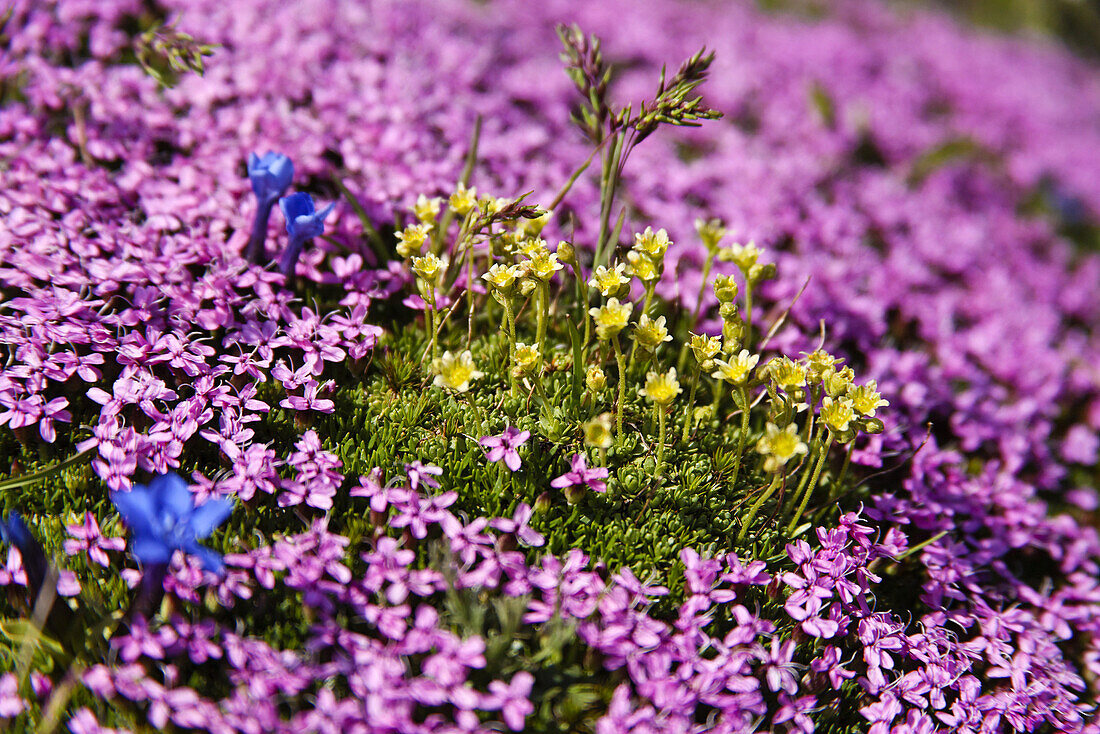 Moss campion (Silene acaulis)