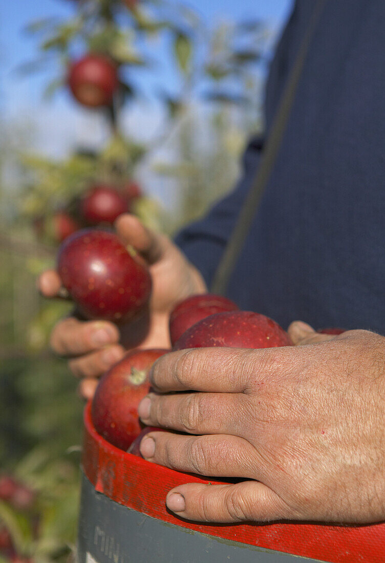 Apples