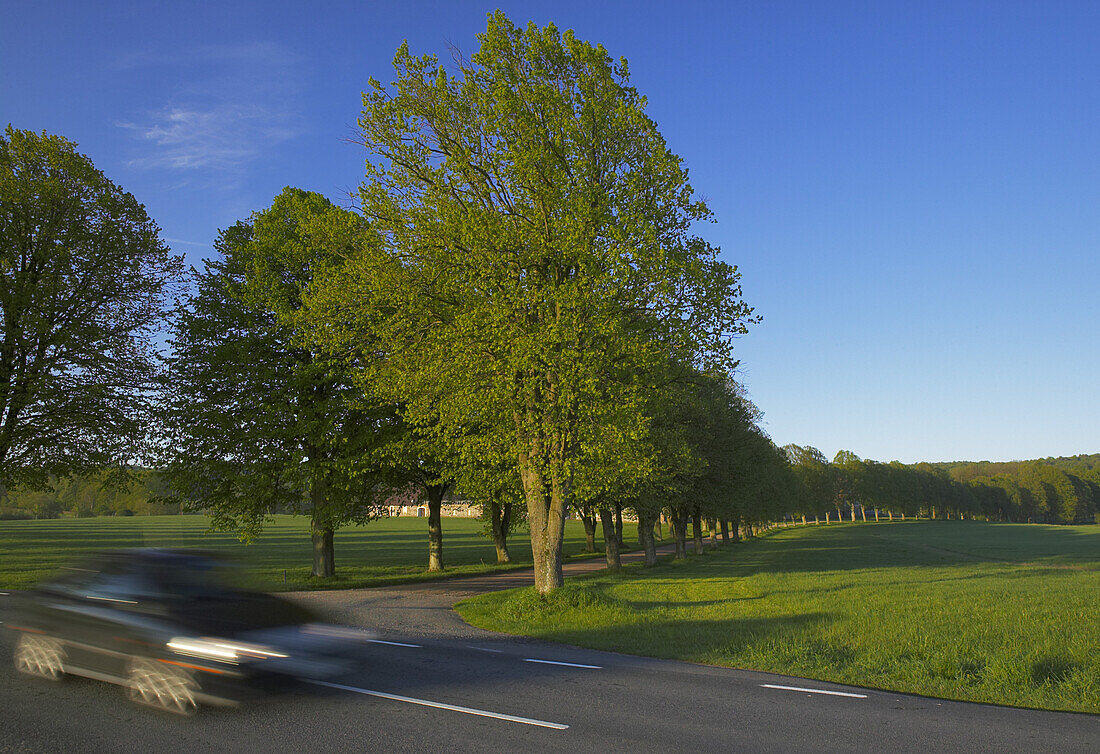 Car passing tree collonade