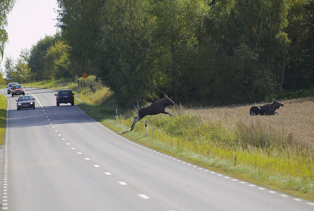 Moose crosses road