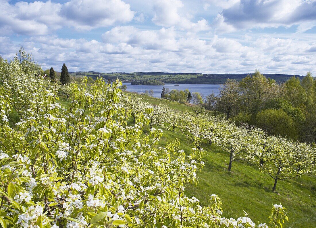 Flowering pear trees at a lake., Ivosjon, Skane, Sweden
