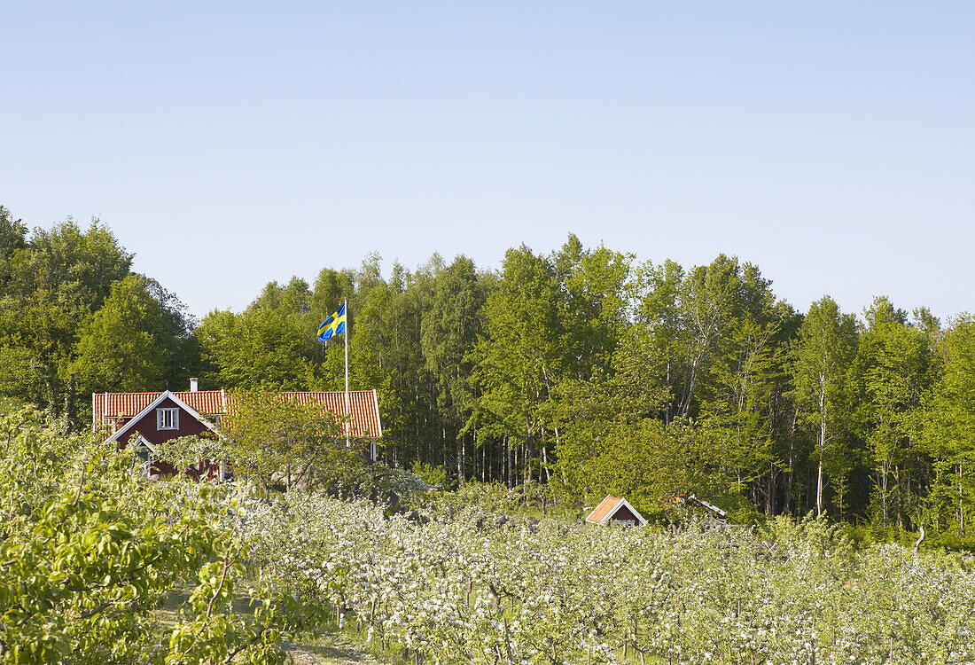 Flowering fruit trees and red house with a swedish flag on its flagstaff., Skåne, Sweden