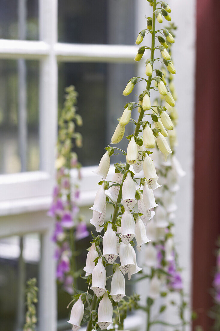 Foxgloves in front of a window on a red house.