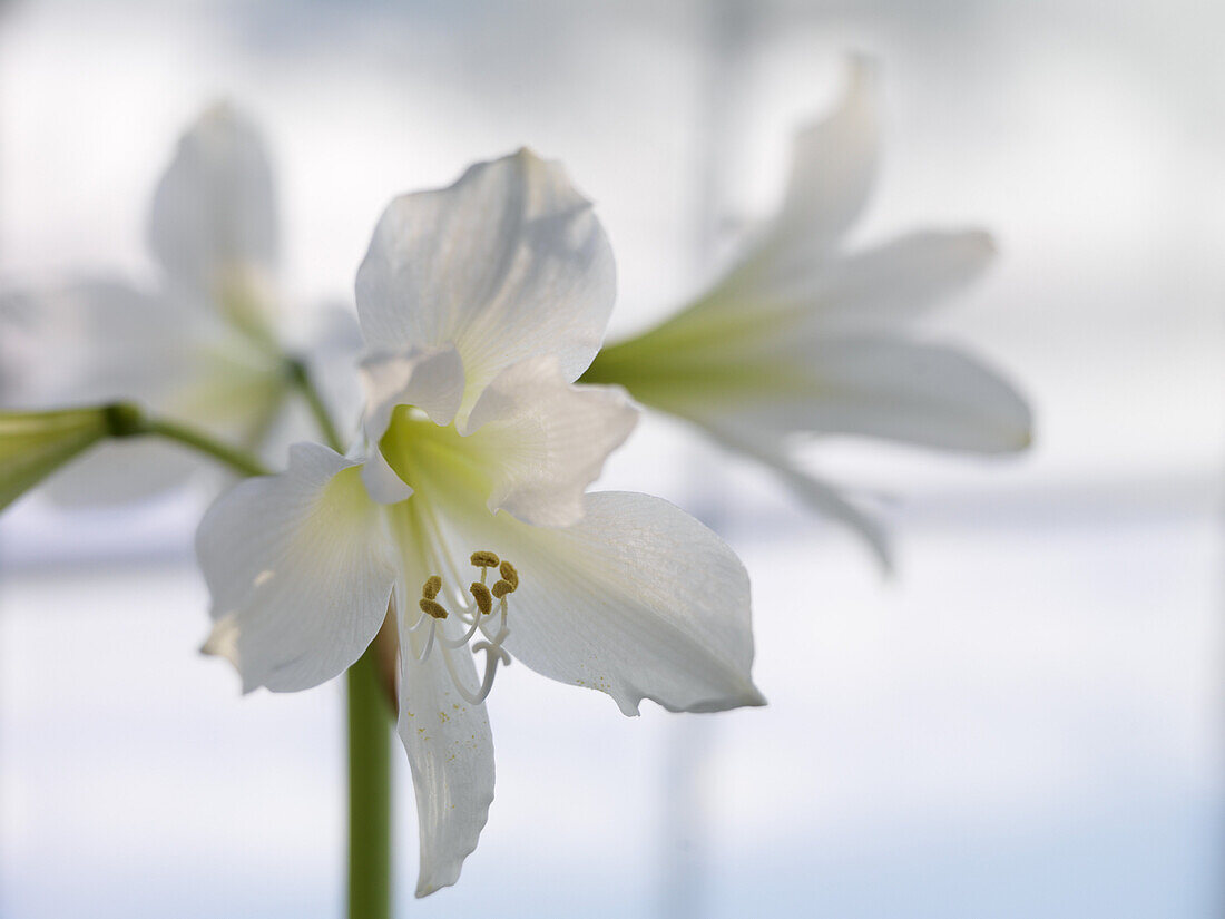 Amaryllis, Skåne, Sweden