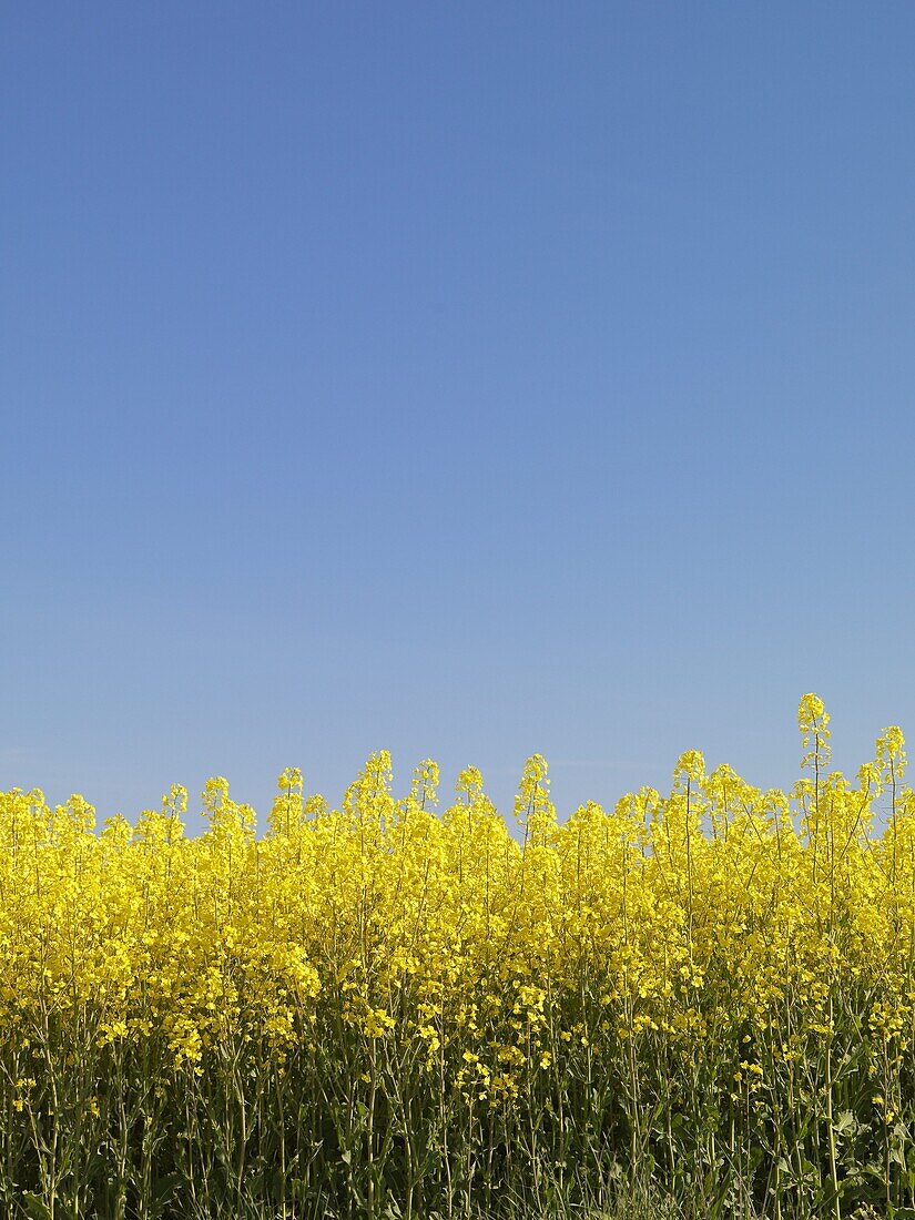 Rapefield, Skåne, Sweden