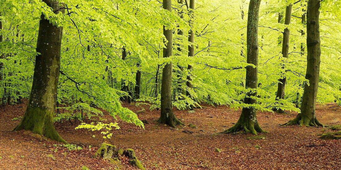 Forest, Skåne, Sweden