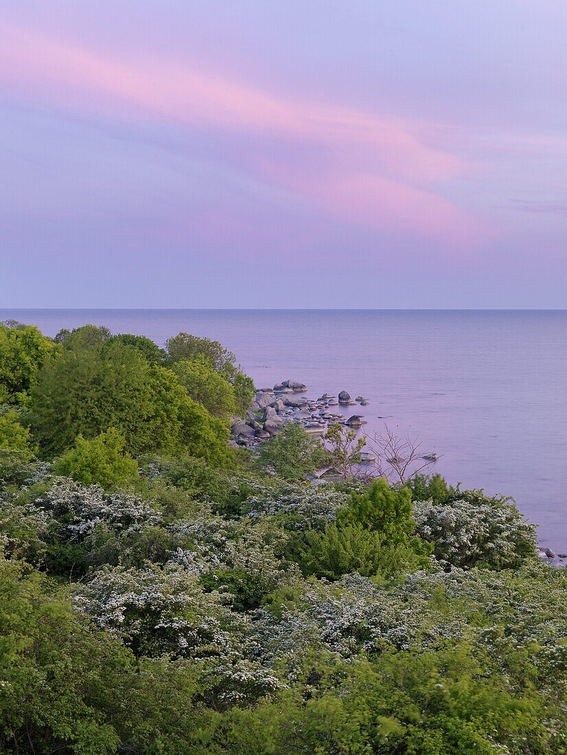 Hawthorn, Hanö, Blekinge, Sweden