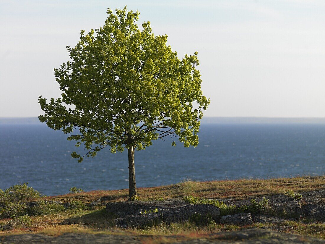 Oak on hill, Hanö, Blekinge, Sweden