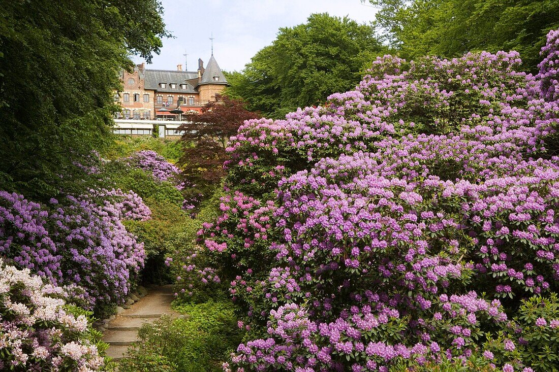 Rhododendron