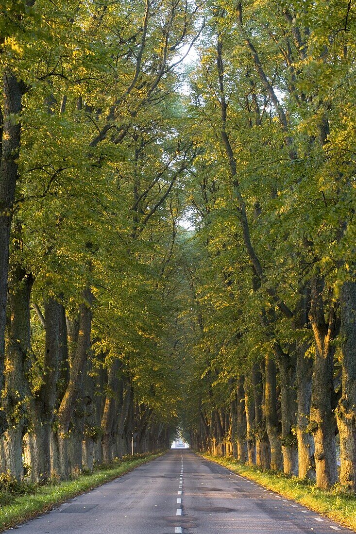 Tree colonnade, Skåne, Sweden