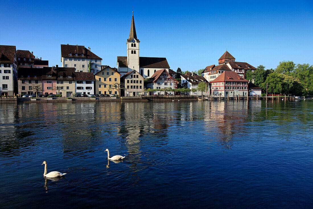 Blick auf Schwäne und Stadt am Rhein, Diessenhofen, Hochrhein, Kanton Thurgau, Schweiz, Europa