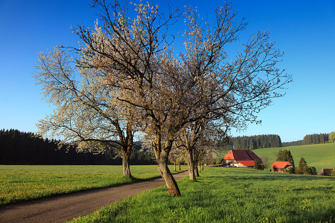 Blooming cherry trees at a country road in front of Black Forest house, Black Forest, Baden-Württemberg, Germany, Europe