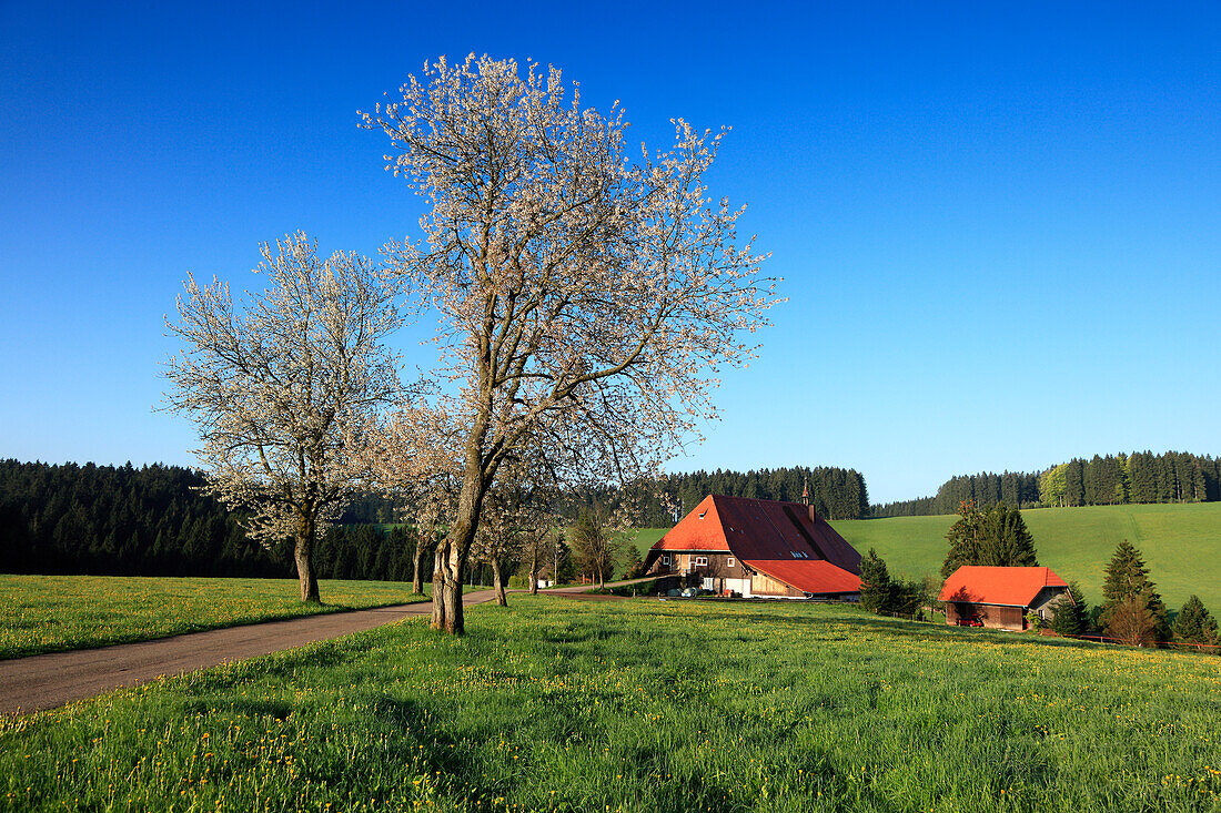 Blooming cherry trees at a country road in front of Black Forest house, Black Forest, Baden-Württemberg, Germany, Europe