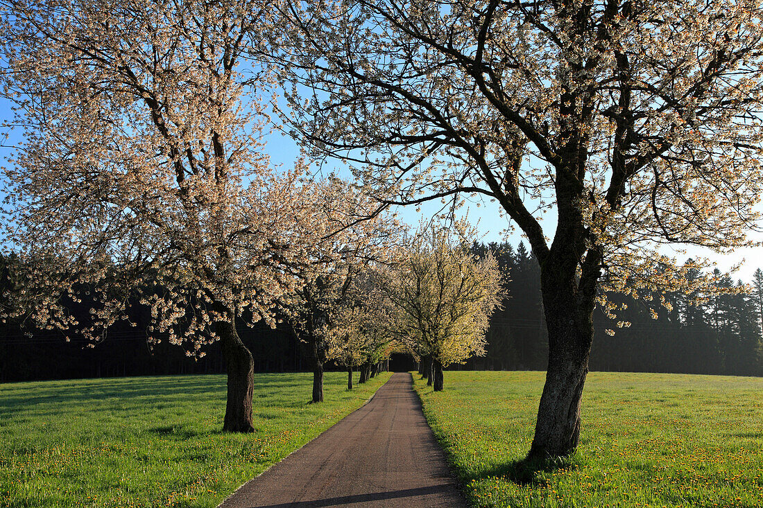 Allee blühender Kirschbäume, Südlicher Schwarzwald, Baden-Württemberg, Deutschland, Europa