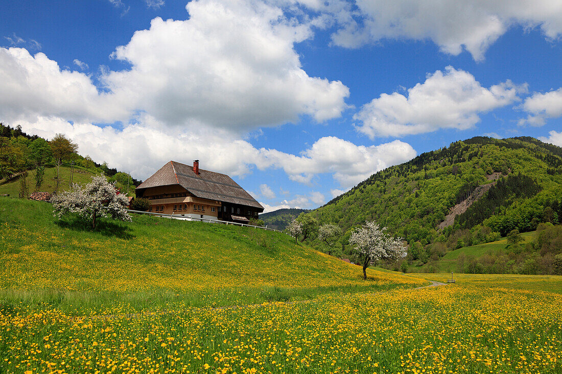 Black Forest house in idyllic landscape, Black Forest, Baden-Württemberg, Germany, Europe