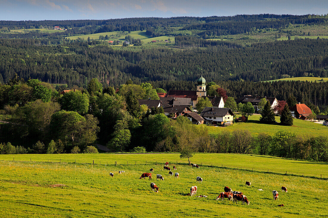 Kühe auf der Weide vor dem Dorf Lenzkirch-Kappel, Südlicher Schwarzwald, Baden-Württemberg, Deutschland, Europa