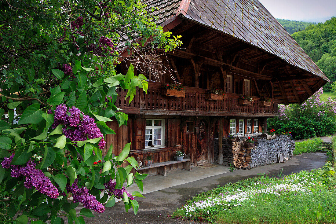 Schwarzwaldhaus mit Fliederbusch, Südlicher Schwarzwald, Baden-Württemberg, Deutschland, Europa