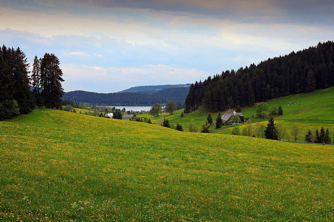 View over flower meadow at lake Schluchsee, Black Forest, Baden-Württemberg, Germany, Europe