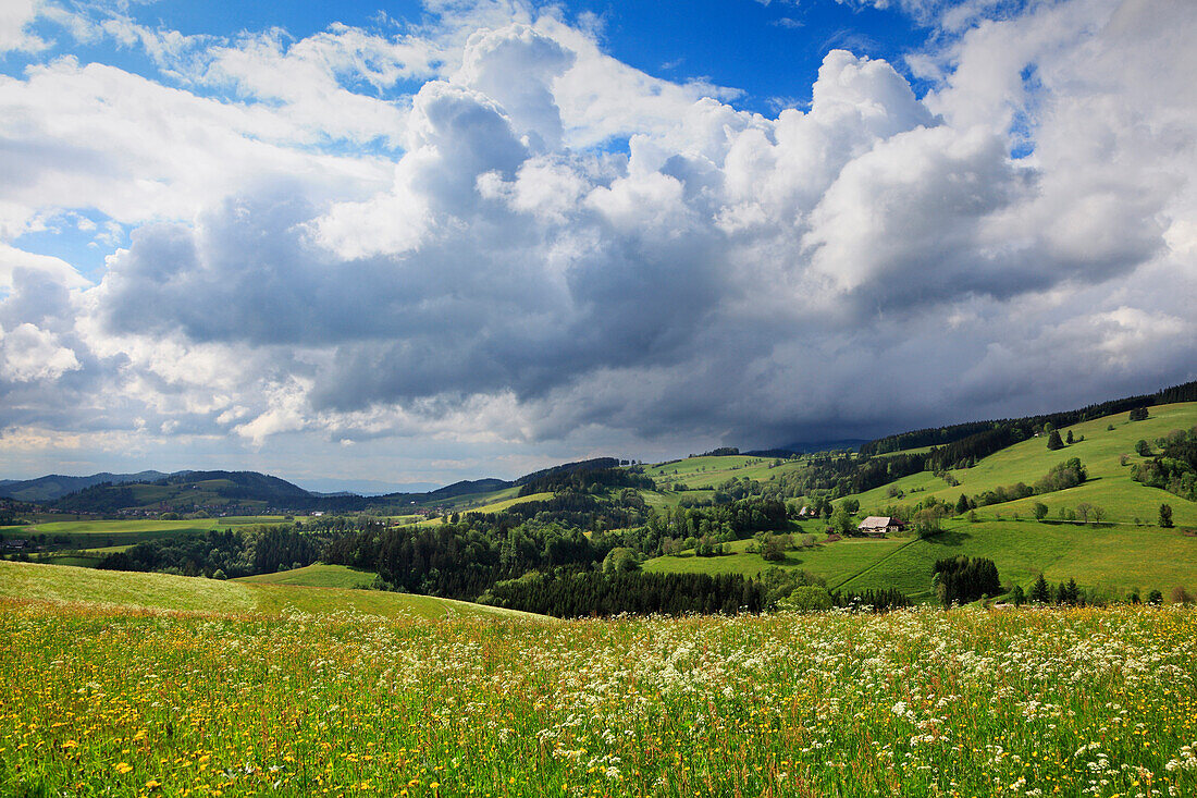 Flower meadow and landscape under clouded sky, Black Forest, Baden-Württemberg, Germany, Europe