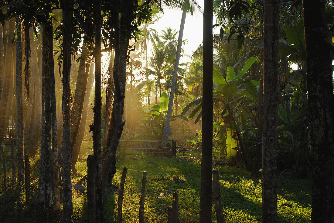 Banana trees, palm trees and green meadow in golden sunlight of sunset at Si Phan Don, Southern Laos, Asia