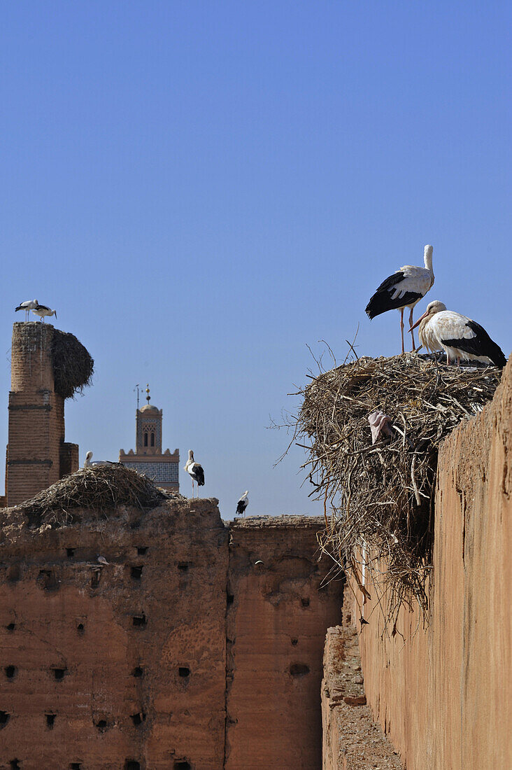 Störche brüten auf den dicken Lehmmauern des Palais el Badi, Marrakesch, Marokko, Afrika